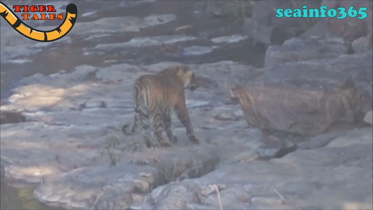 Kartik T121 the male tiger of Ranthambhore 