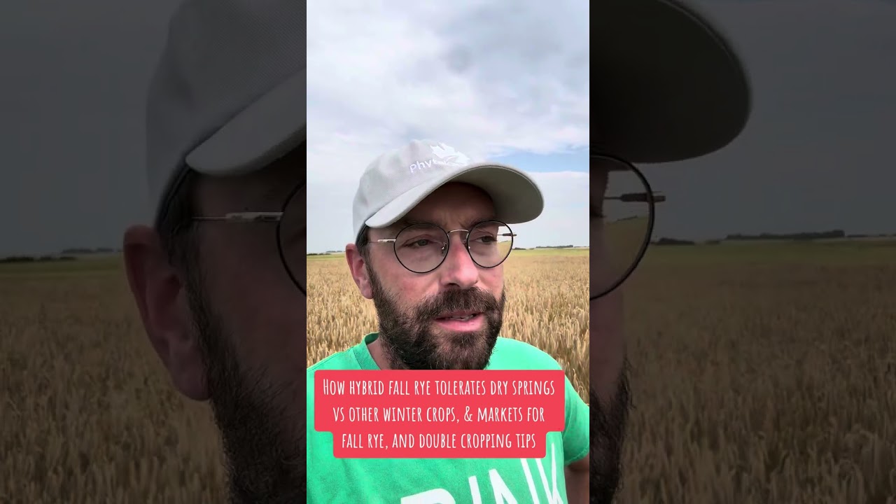 Hybrid rye drought tolerance and double cropping for forage