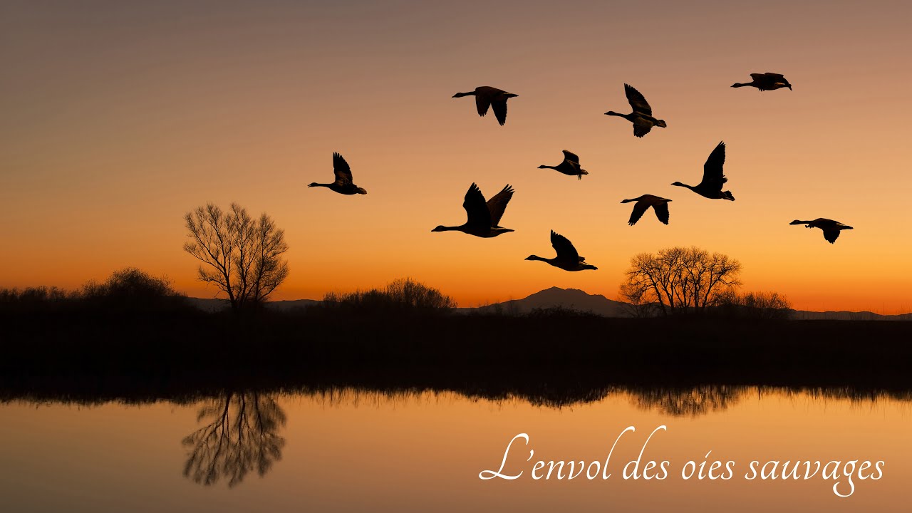 L'ENVOL DES OIES SAUVAGES | Voyage musical cinématographique 