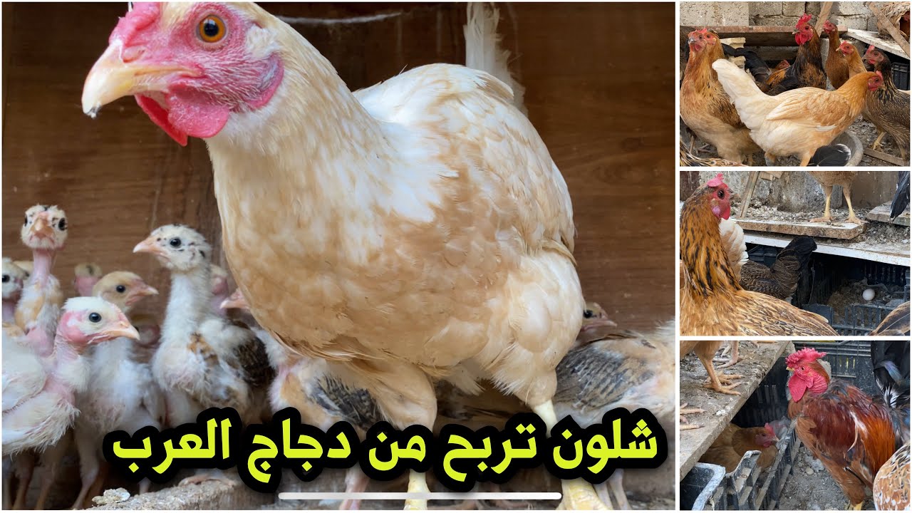 الطريقة الصحيحة للربح من تربية دجاج العرب