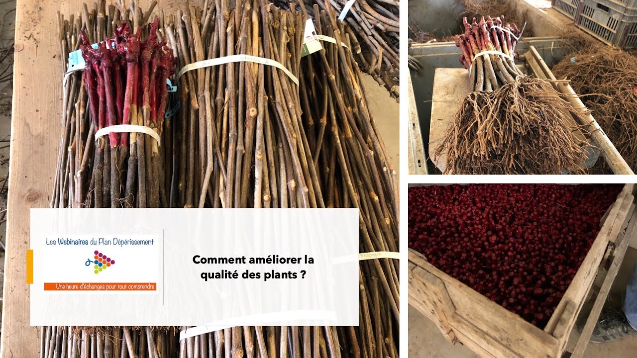Webinaire Comment améliorer la qualité des plants ?