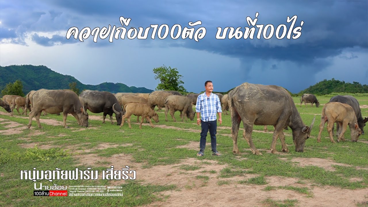 เลี้ยงควายให้มีความสุขกับฝูงควาย100ตัวบนเนื้อที่100ไร่ เสี่ยริ้ว หนุ่มอุทัยฟาร์ม 097-196-6125