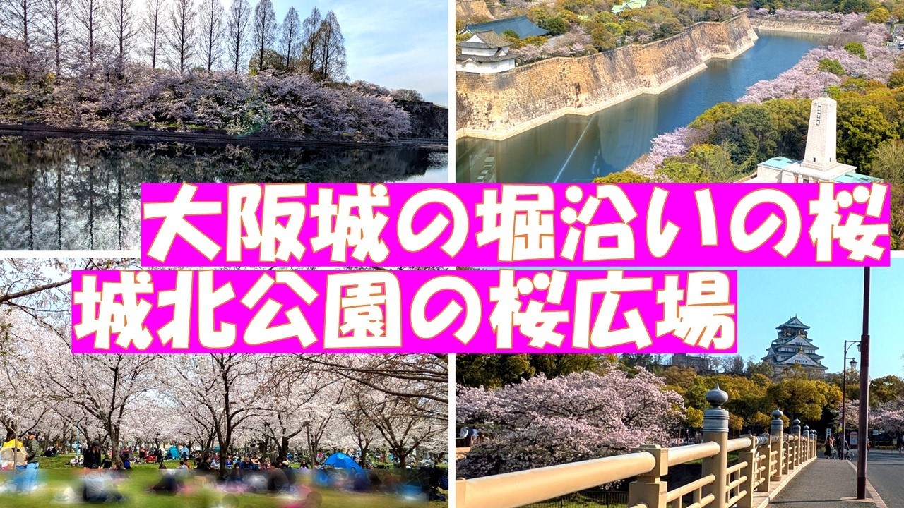 大阪市内の桜の名所【大阪城公園　城北公園】城北公園の桜広場は絶好の花見スポット。大阪城の堀沿いを歩いて桜を堪能。