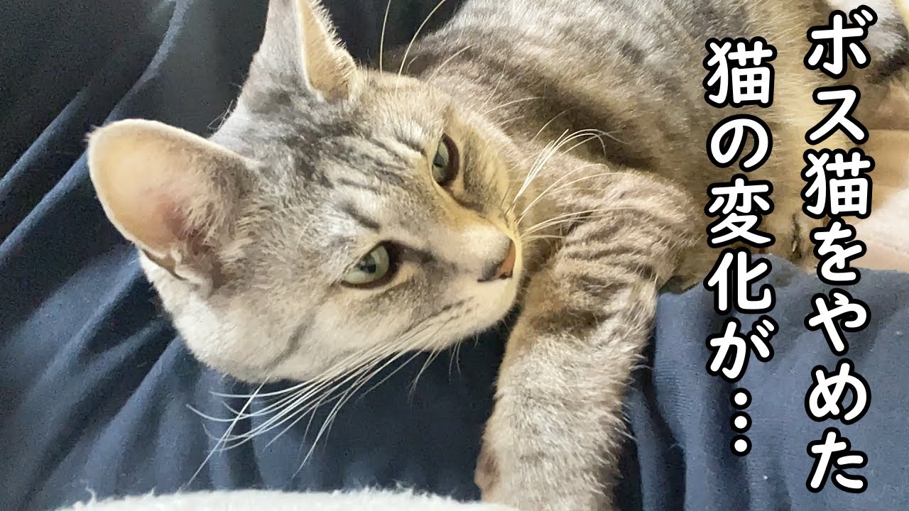 【保護猫・老猫】ボス猫をやめた猫の変貌ぶりが凄かった&hellip;