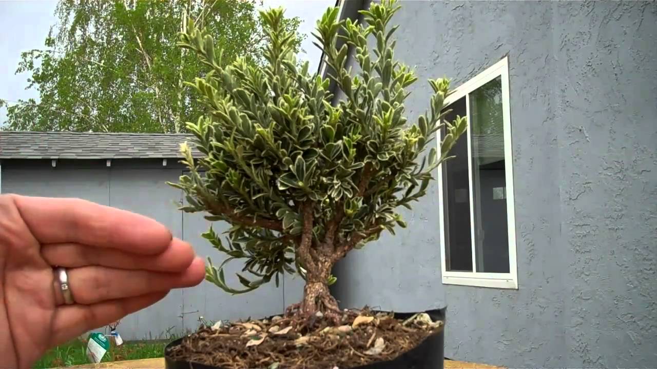 How to create a miniature Euonymus Bonsai Part I Plant selection & Pruning Broom Style