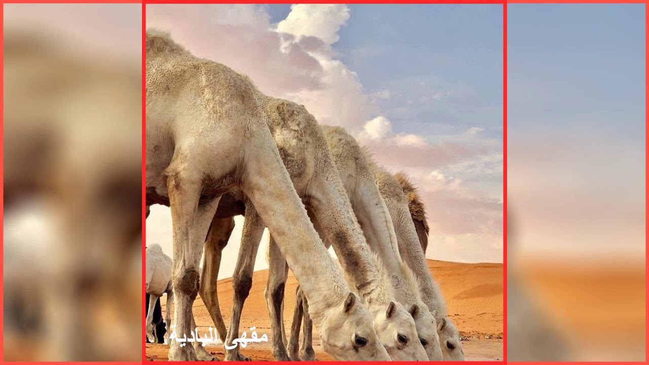 حنين المزاعيل - مبارك المري (حصرياً)