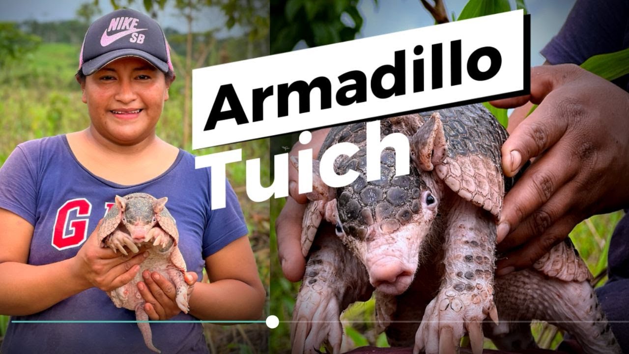 Conoci una nueva Especie de Armadillo
