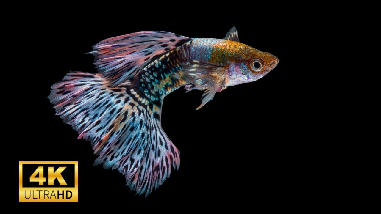 Guppy Fish 4k Aquarium Fish Ultra HD