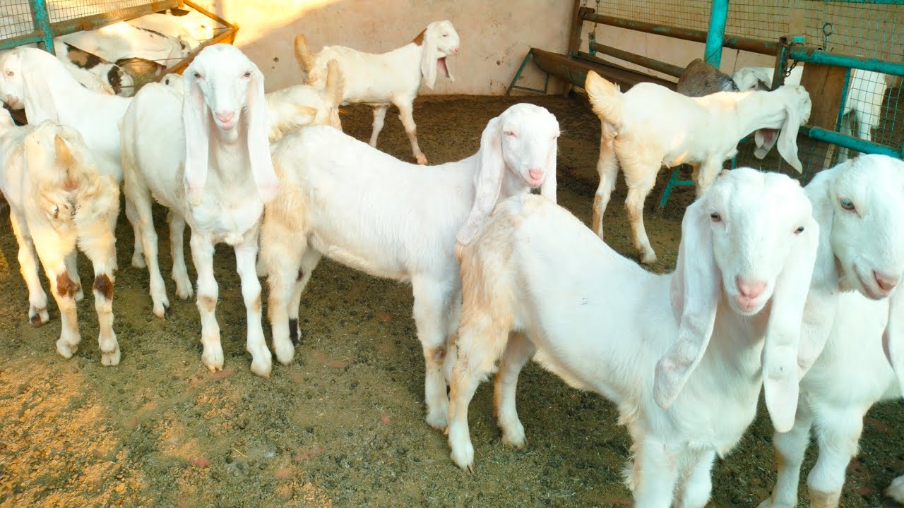 #Sojat #Bakri #for #sale #सोजतबकरी #सेल 09828606818.