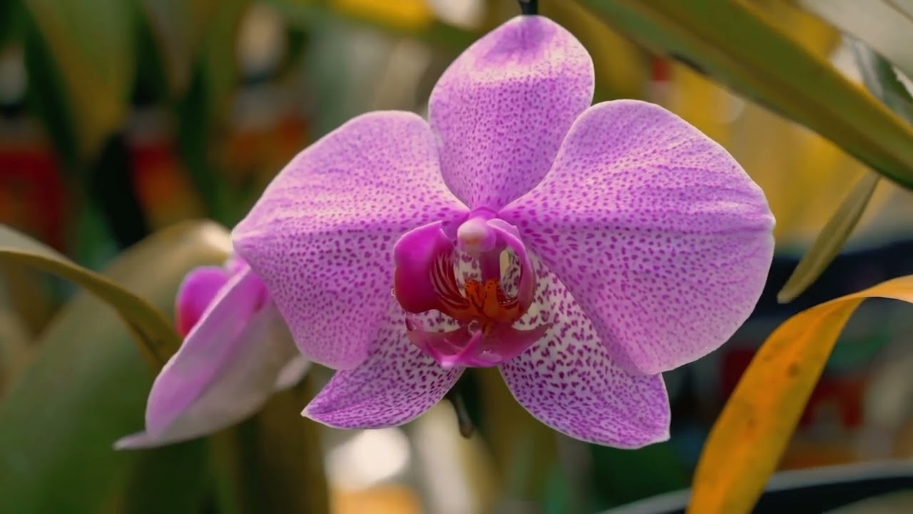 Las orquídeas, el museo de la orquidea