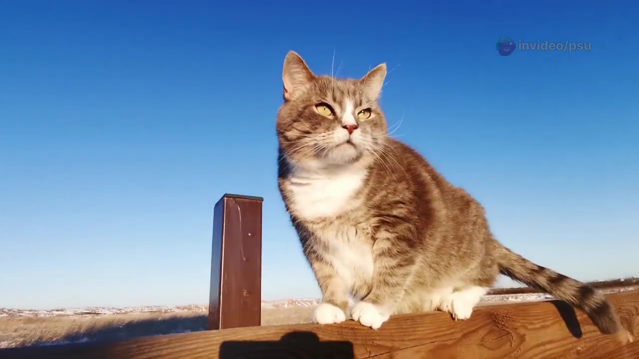 Indoor vs Outdoor Cats: The Ultimate Showdown!