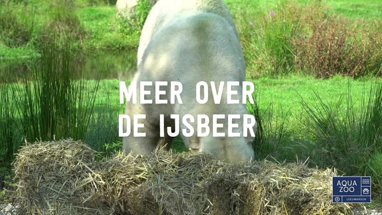 Meer over de ijsbeer - IJsberen zijn graag lekker bezig