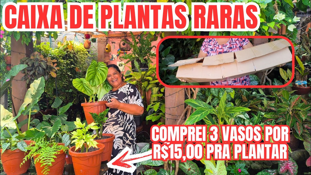 RECEBI VÁRIAS ESPÉCIES RARAS DE PLANTAS DO RJ: FILODENDROS, SAMAMBAIA, FLOR-CADÁVER, ZAMIOCUCA ZENZI