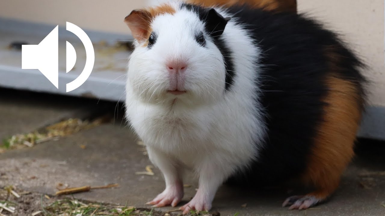 Cri du Cochon d’Inde 🐹 | Guinea Pig Sounds, guinea pig squeaking 🐹🎵