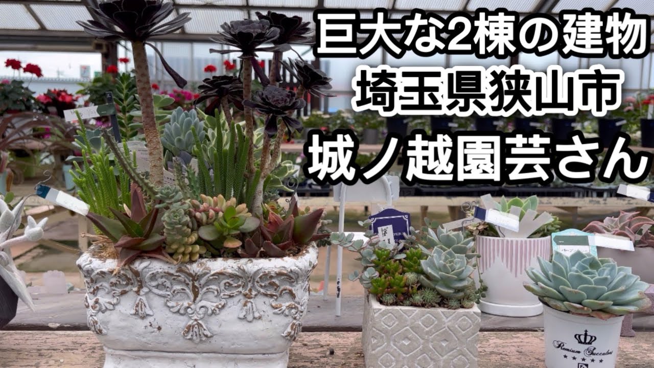 【多肉植物】埼玉県狭山市の城ノ越園芸さんへGOGO【succulent】