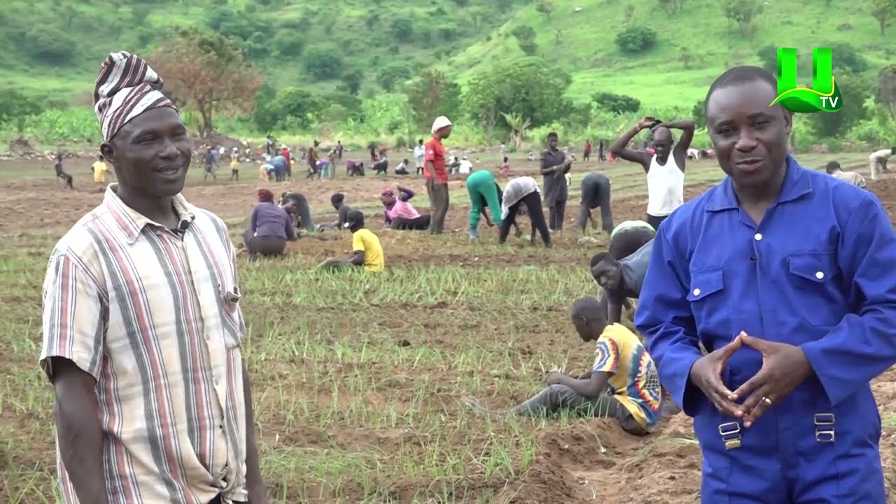 AYEKOO: UP CLOSE WITH AN ONION FARMER AT AGOGO