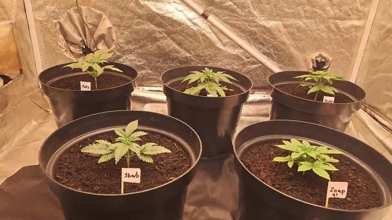 Day 7 of veg 8 July 2024