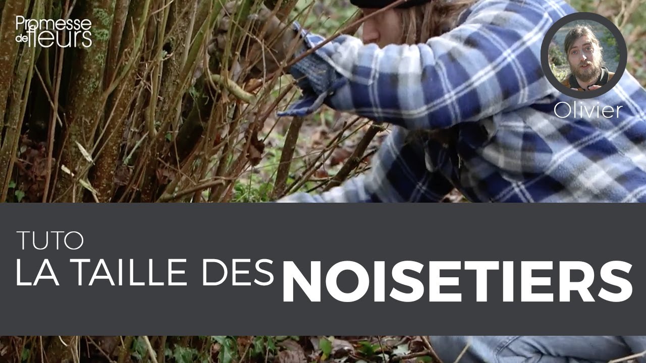 Tuto : comment tailler un noisetier