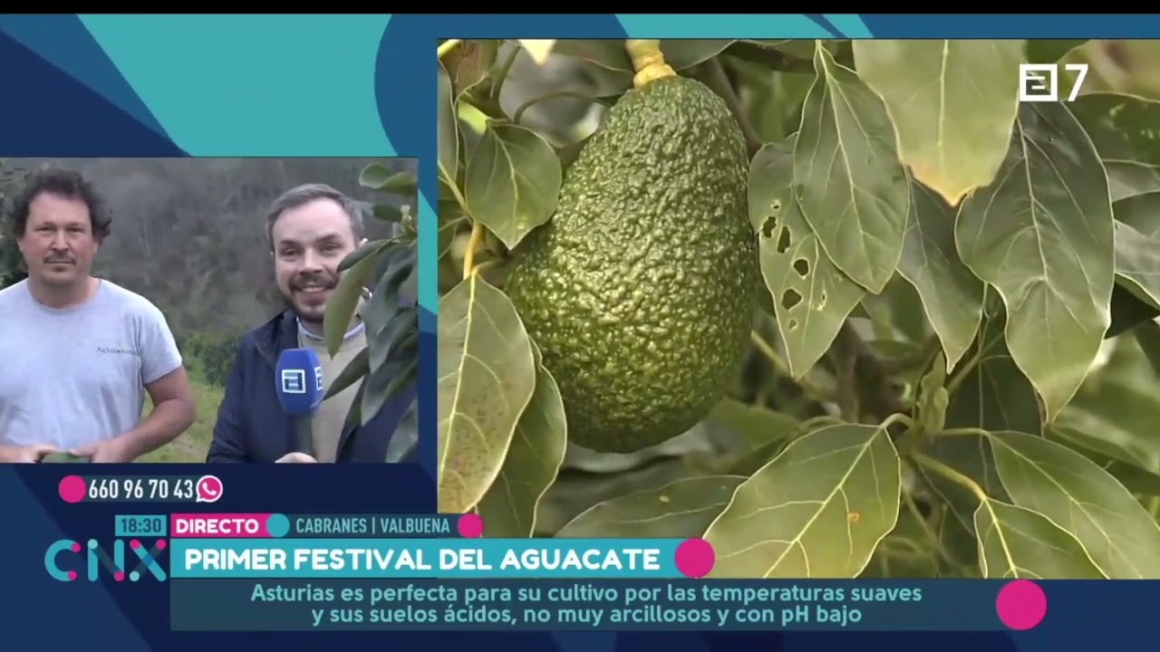 Recolección aguacates Asturias