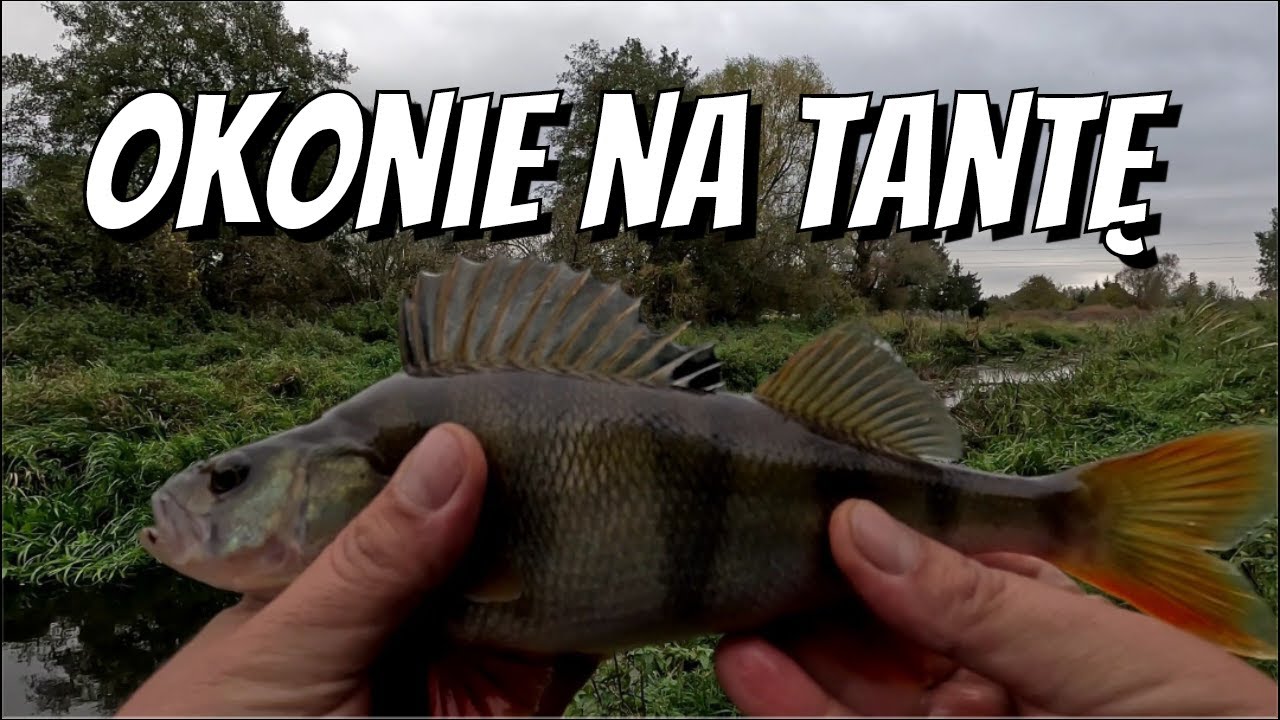 Okonie z małej rzeki na tantę i wirówkę