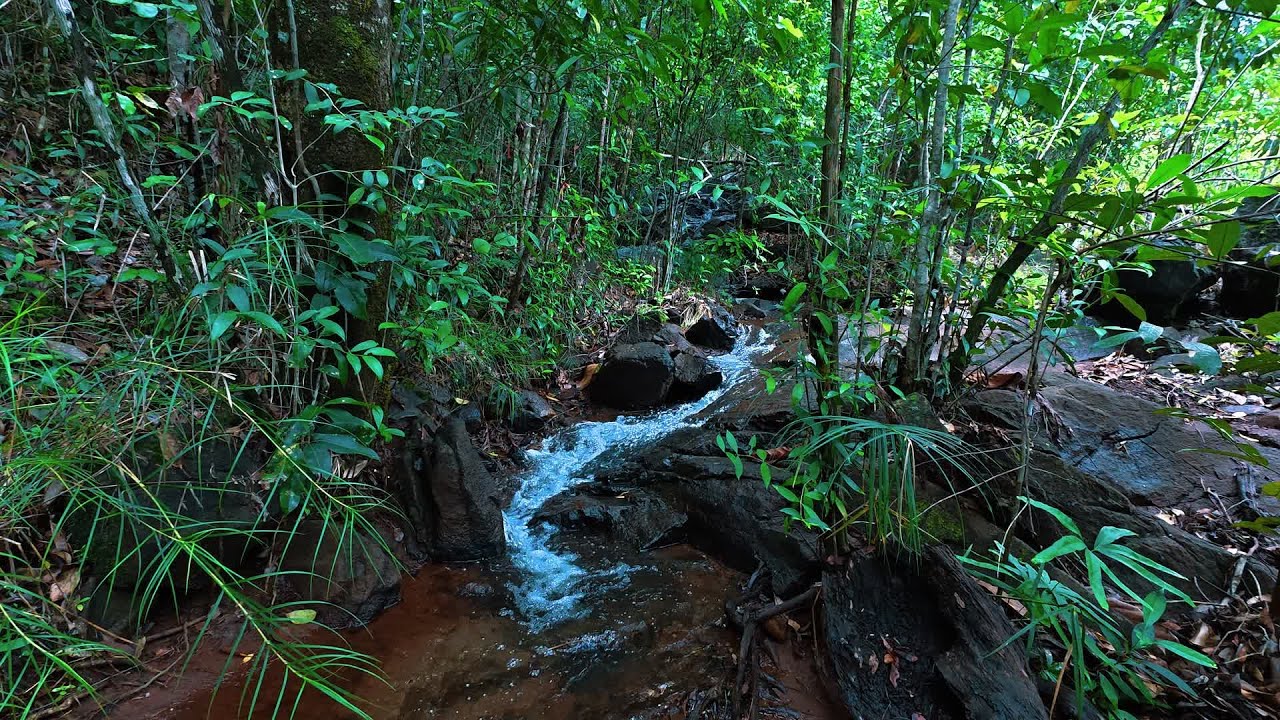 Relax in Beautiful Forest, Peaceful Forest Stream with Bird Songs, Nature Sounds, Forest Ambience