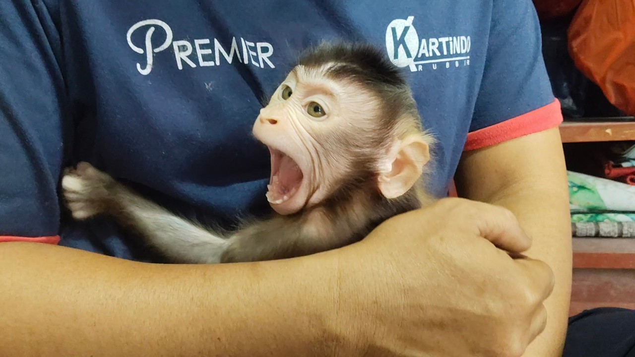 Baby monkey's reaction before sleeping