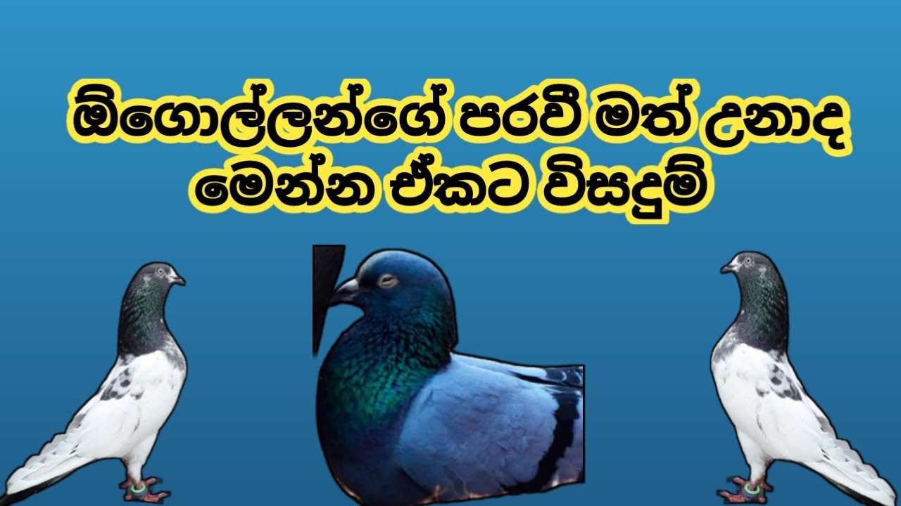 ඔයගොල්ලගේ පරවී මත් උනාද මෙන්න ඒකට සුපිරි බෙහෙතක් 💪