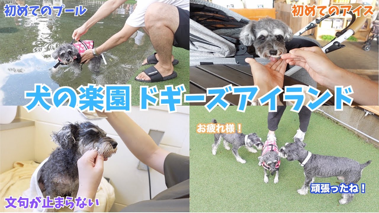 日本最大級の犬の楽園にドッグランで遊ばない愛犬を連れて行ってみたら...！【ドギーズアイランド】