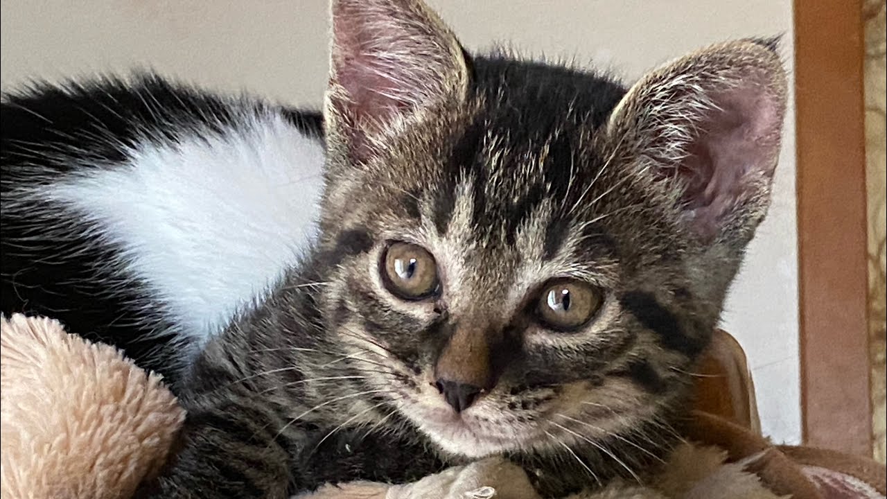 保護猫のもみじ🐱先住猫たちが優し過ぎてたまりません♡