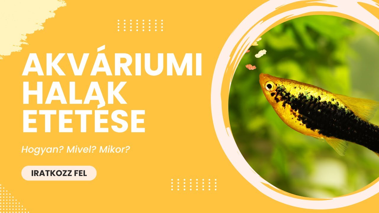 🐟🌿 Halak etetése: Minden, amit tudnod kell! | Teljes útmutató