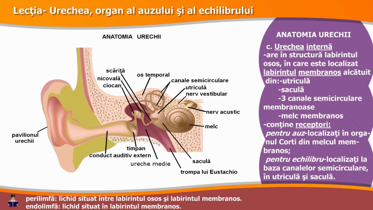 URECHEA, ORGAN AL AUZULUI ȘI AL ECHILIBRULUI