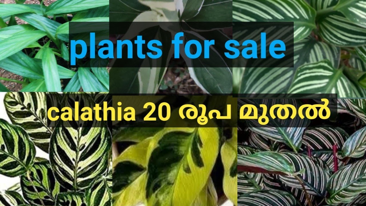 Calathia ഏറ്റവും കുറഞ്ഞ വിലയിൽ WhatsApp 9567741200@zeetreegarden 