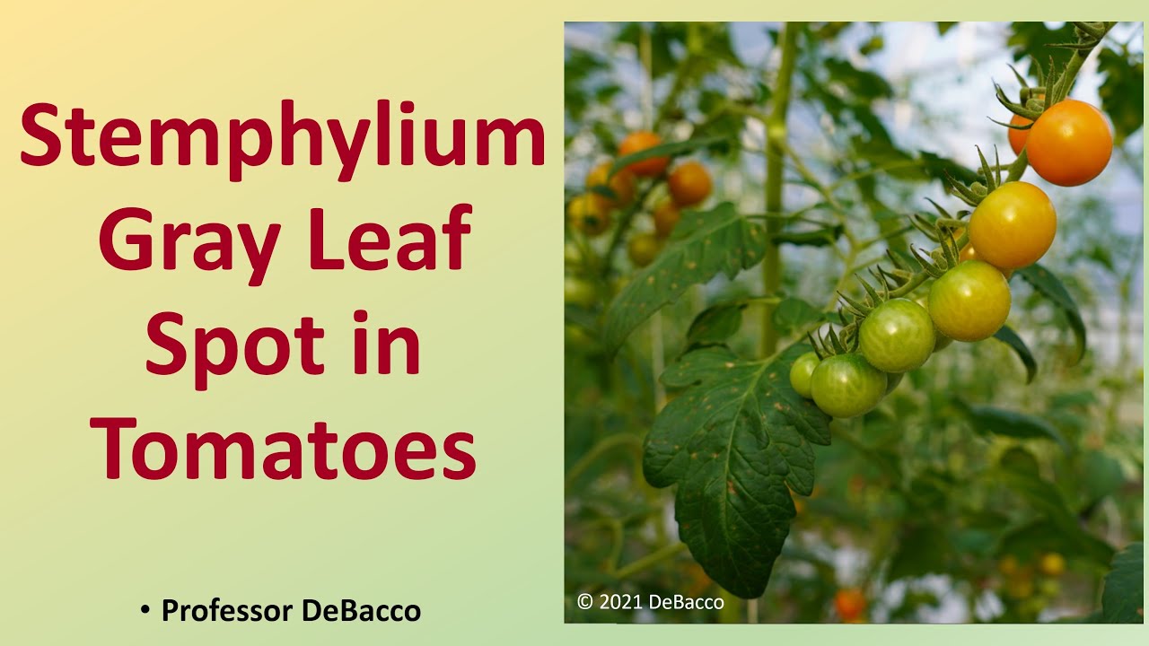 Stemphylium Gray Leaf Spot in Tomatoes