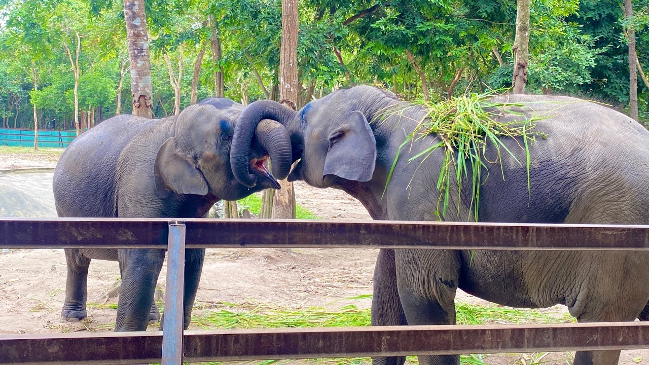 Amazing Elephant. The elephants are kissing each other #elephant #zoo #animals