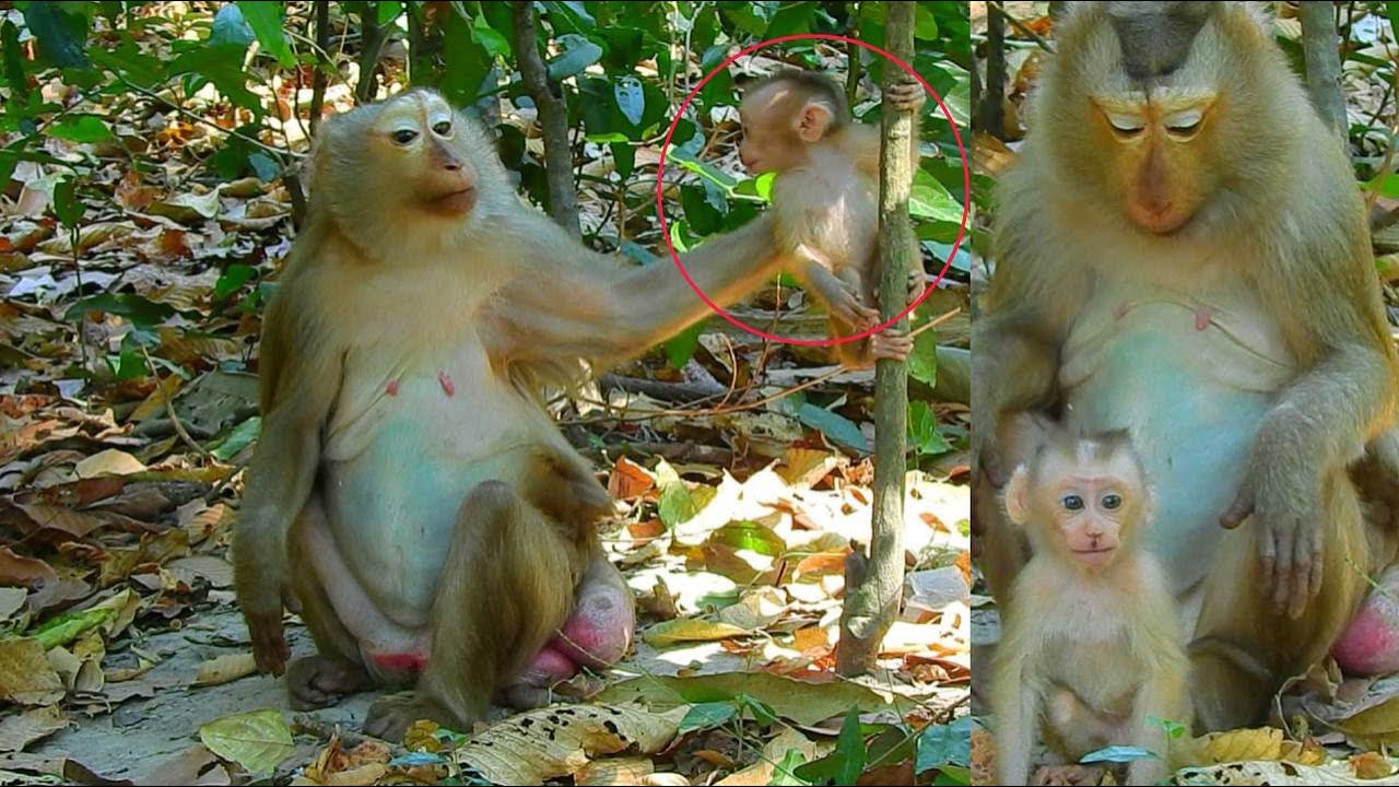 Last Videos Monkey Ashley/...Ashley take care baby lily so sweet../...want her Ashley back home.....
