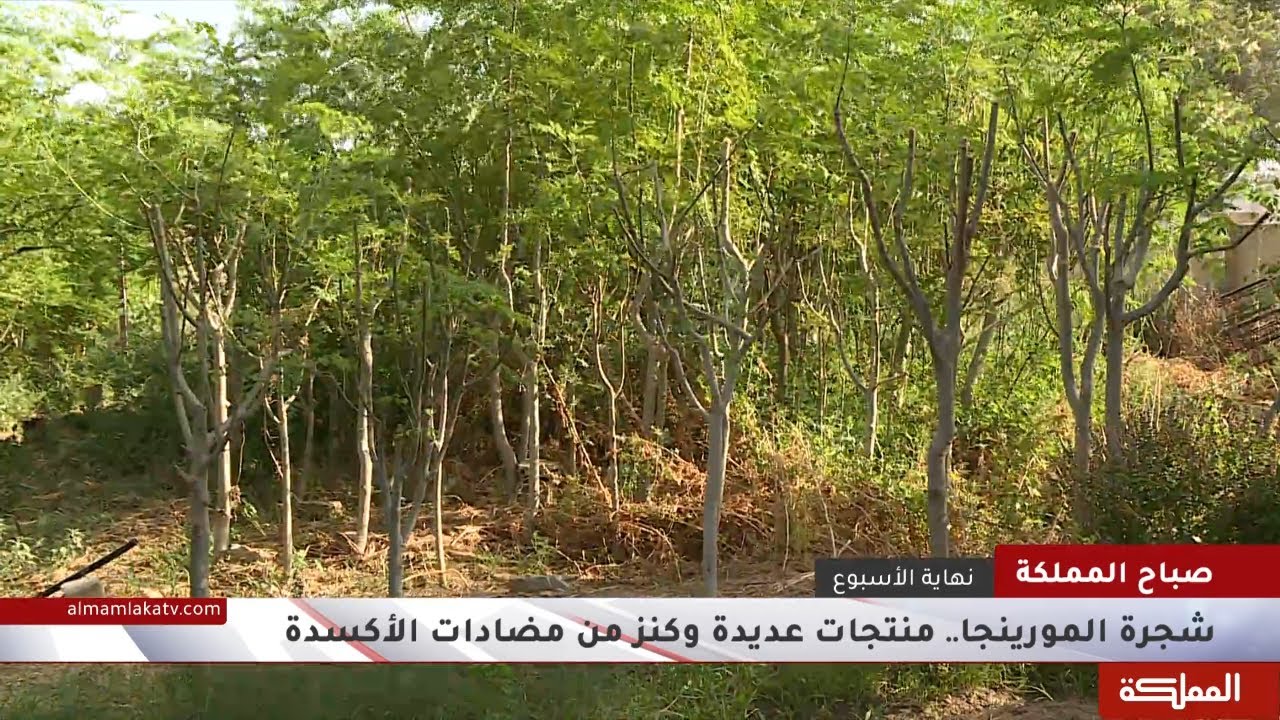 شجرة المورينجا.. منتجات عديدة وكنز من مضادات الأكسدة