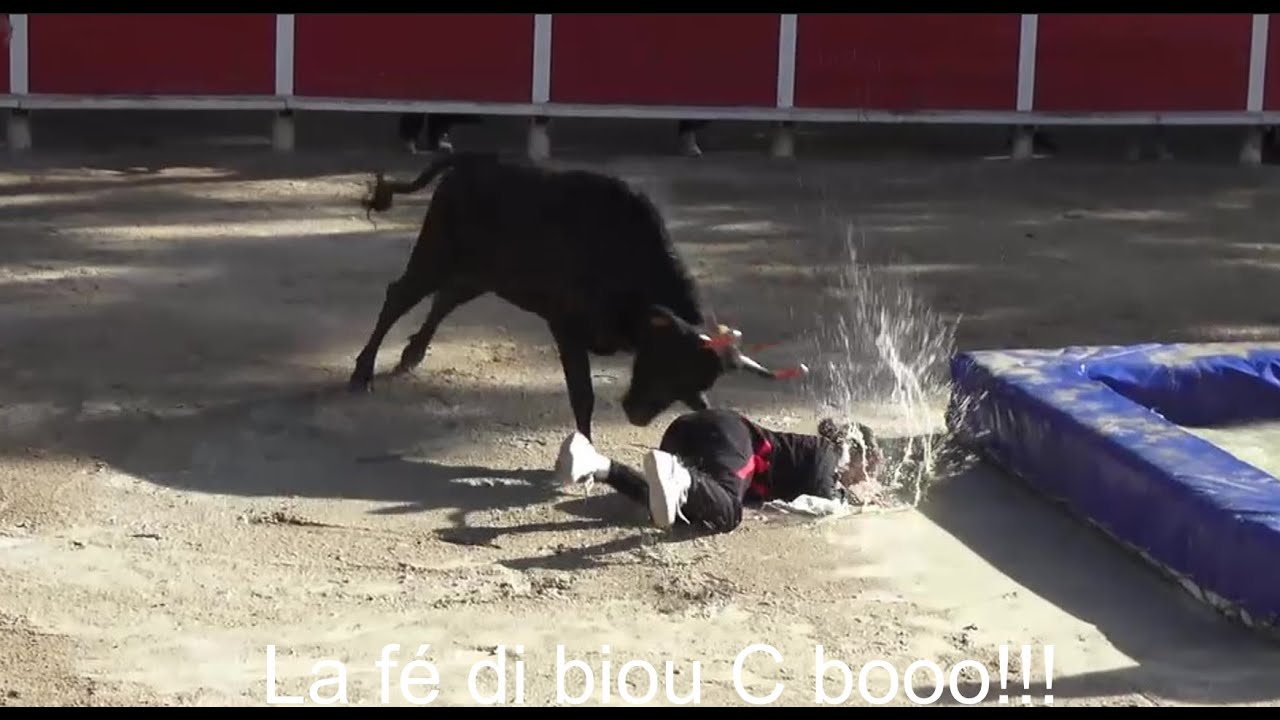 Garons ▶taureaux piscine - manade Didelot Langlade◀ 29.09.2024🤣🤣🤣