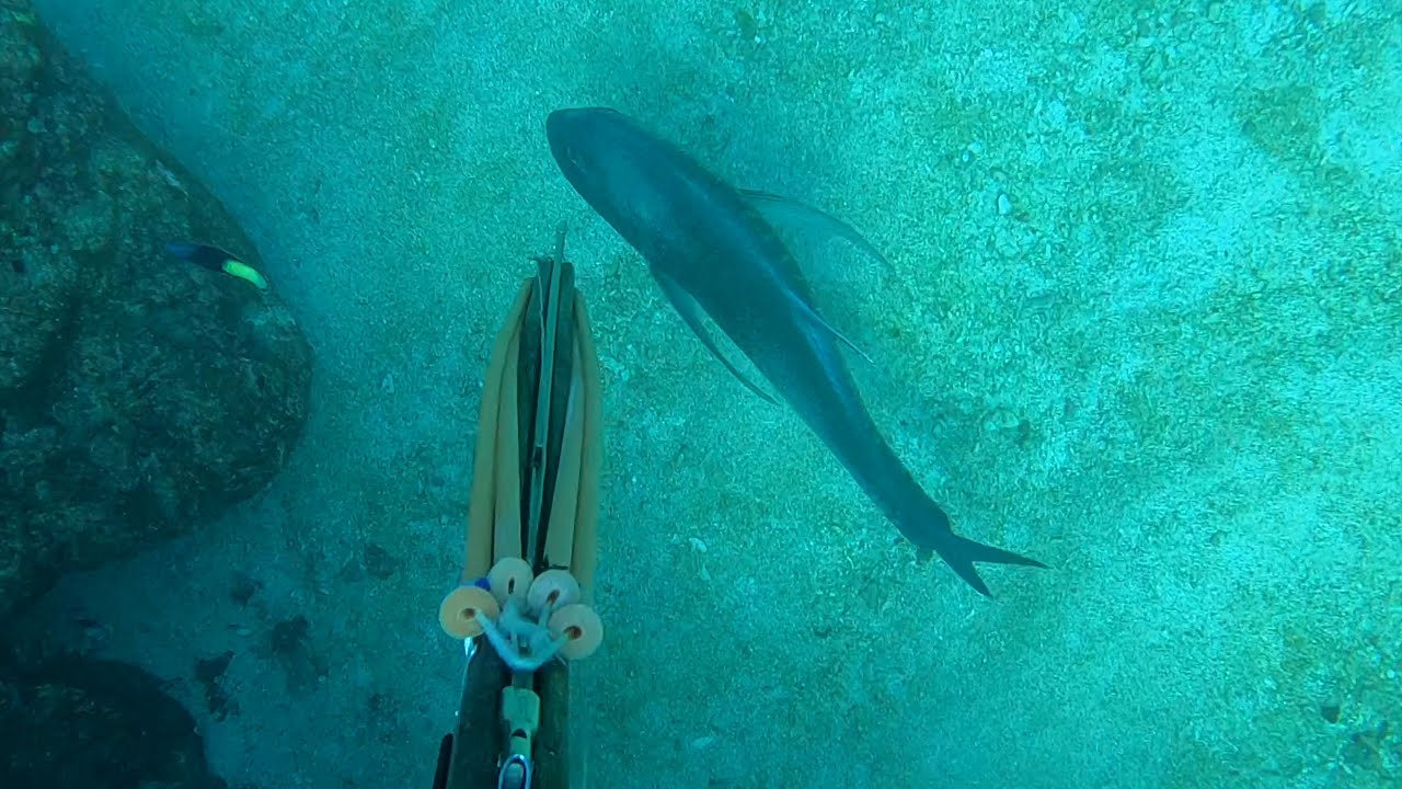 【魚突き】奄美大島  2021年10月16日 ロウニンアジ スジアラ