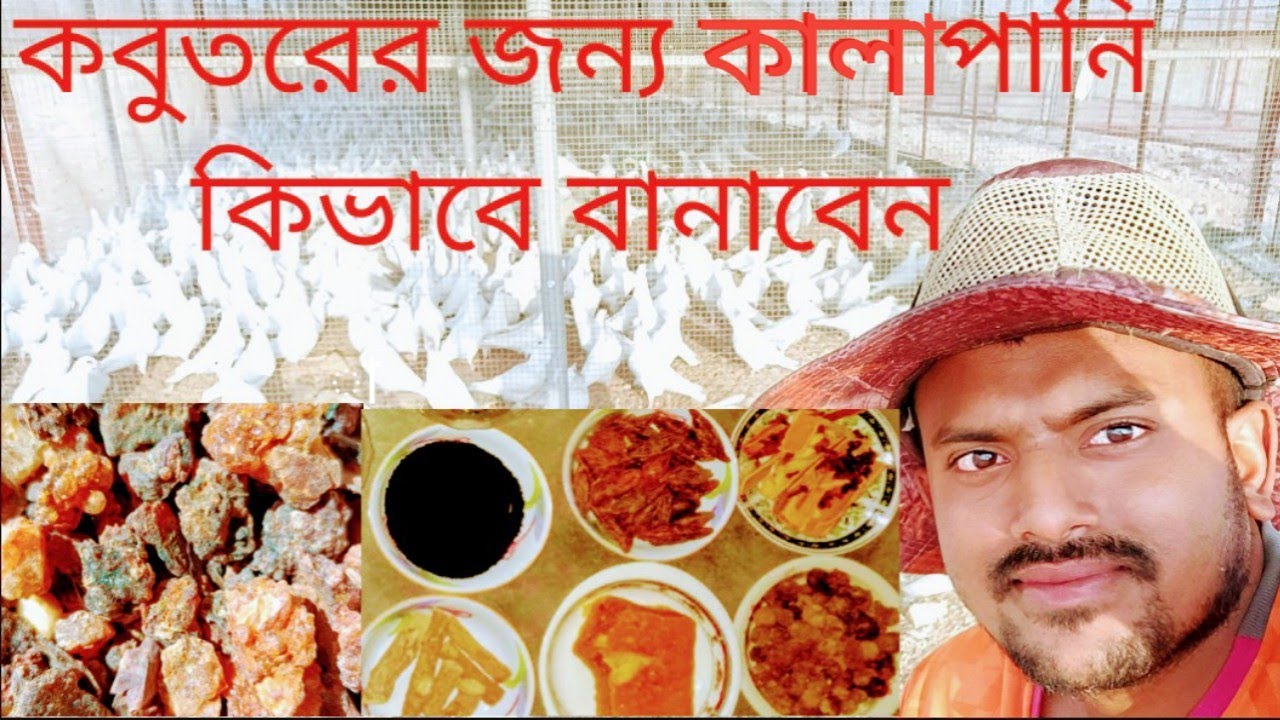 শীত, বৃষ্টি ও ঠাণ্ডায় কবুতর এর সুস্থতায় ঔষধ কালা পানি | Kobutor Palon Bangladesh and Saudi Arab