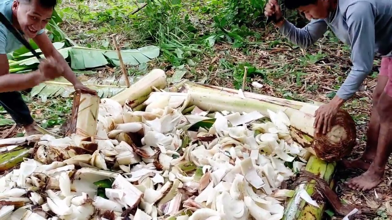 magpatubo ng kabute kahit walang binhi. simpleng pagpapatubo ng kabuteng saging. ||tangaytoto