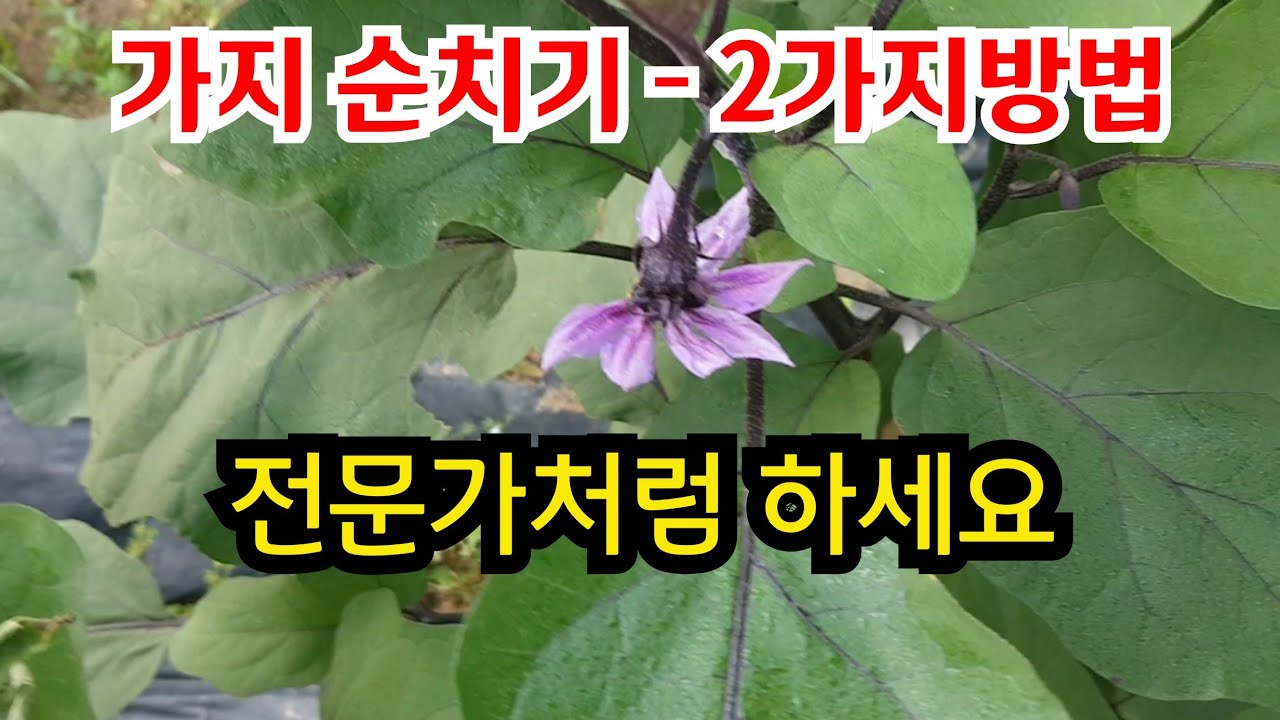 가지 전문가처럼 곁순제거 하세요 (주렁주렁 열려요) 꽃이떨어지는이유? #가지추비 #가지순치는법 #가지재배기술