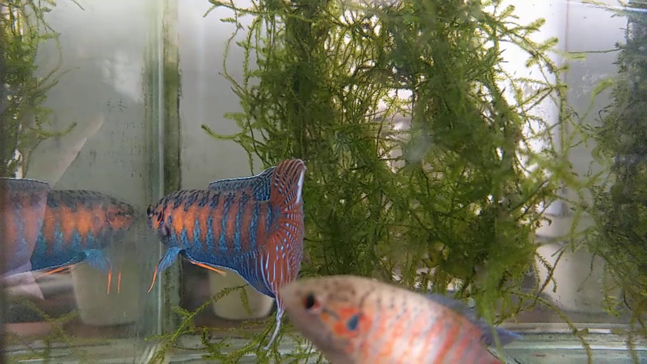 Beautiful macropodus ( opercularis vs. ocellatus)