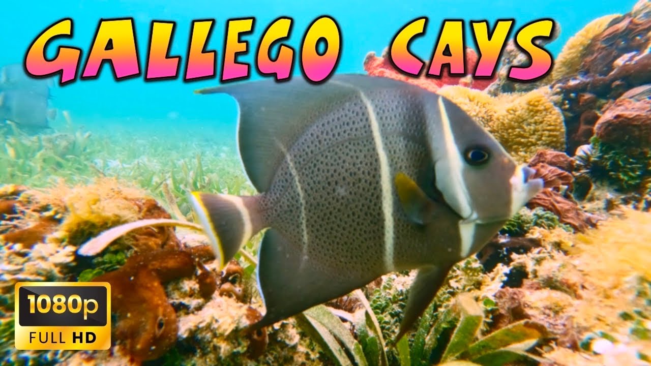 Snorkeling Cayo Gallego, Bocas del Toro