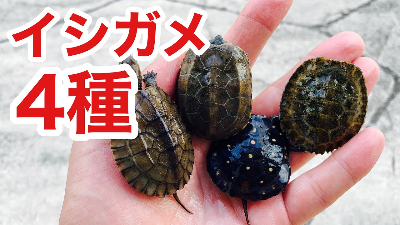 ニホンイシガメだけじゃない！4種類のイシガメ紹介！