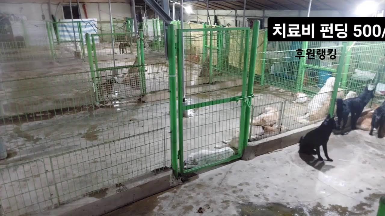 김도그맘과300마리행복한보금자리~   ~유아가들 아프지 말자 응!!!~^유기견 보호소#유기범#범죄##???ㅠ#다음카페#팔코기네  .#