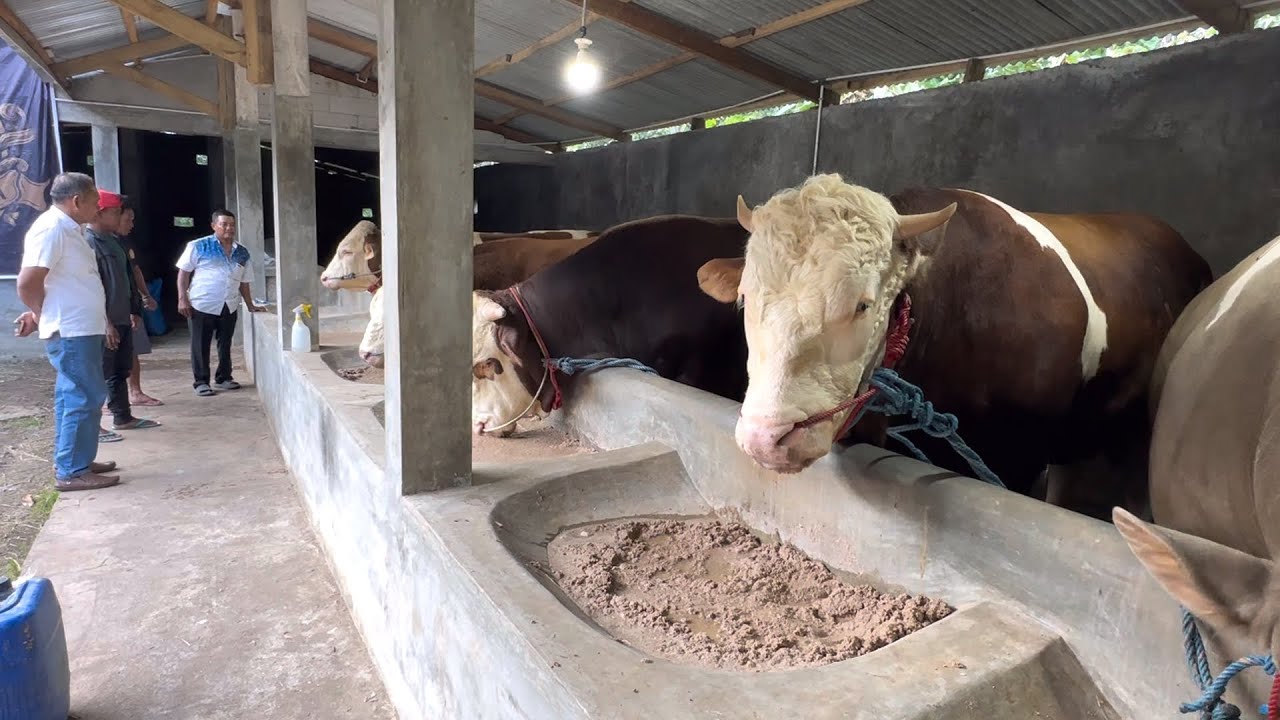 SAPI MONSTER TERBARU REDOR FARM 🔥