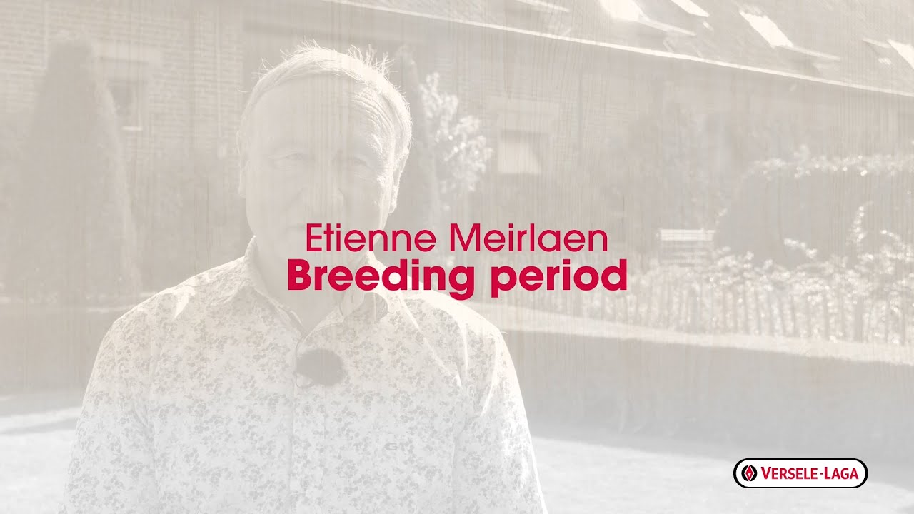 Nutrition tips for pigeon breeders of Etienne Meirlaen - breeding season