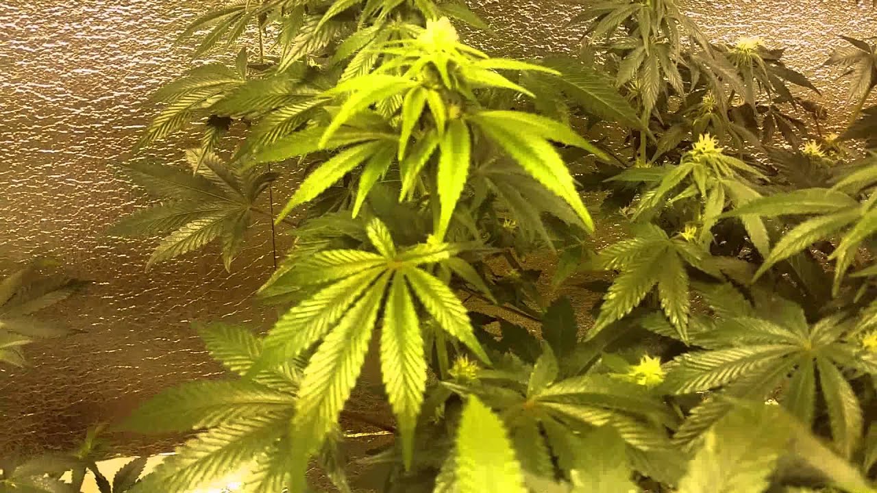 West coast masters genetics