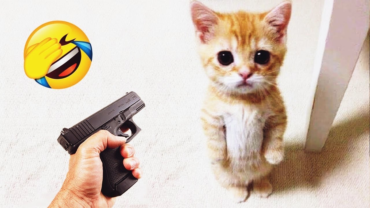 𝐘𝐨𝐮 𝐋𝐚𝐮𝐠𝐡 𝐘𝐨𝐮 𝐋𝐨𝐬𝐞 😻🤪😂𝐅𝐮𝐧𝐧𝐢𝐞𝐬𝐭 𝐃𝐨𝐠𝐬 𝐚𝐧𝐝 𝐂𝐚𝐭𝐬 𝟐𝟎𝟐6😸