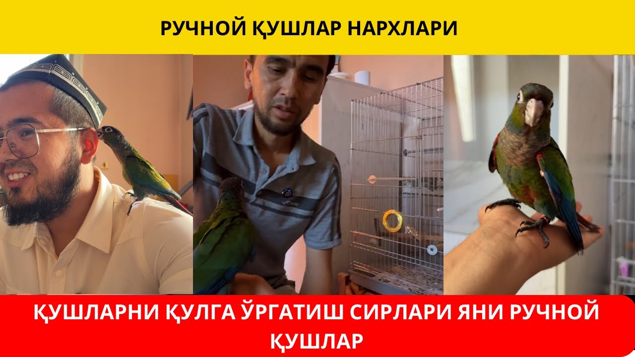 ҚУШЛАРНИ ҚАНДАЙ ҚЎЛГА ЎРГАТСА БЎЛАДИ | РУЧНОЙ ҚУШЛАР НАРХЛАРИ